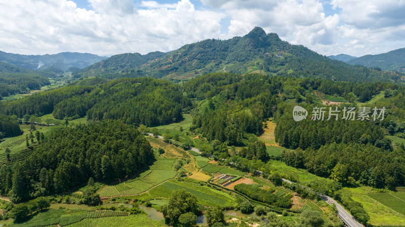 航拍武夷山绿色农田与茶园