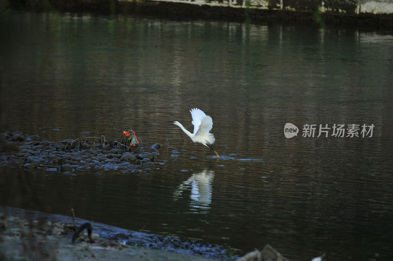 飞翔的白鹭