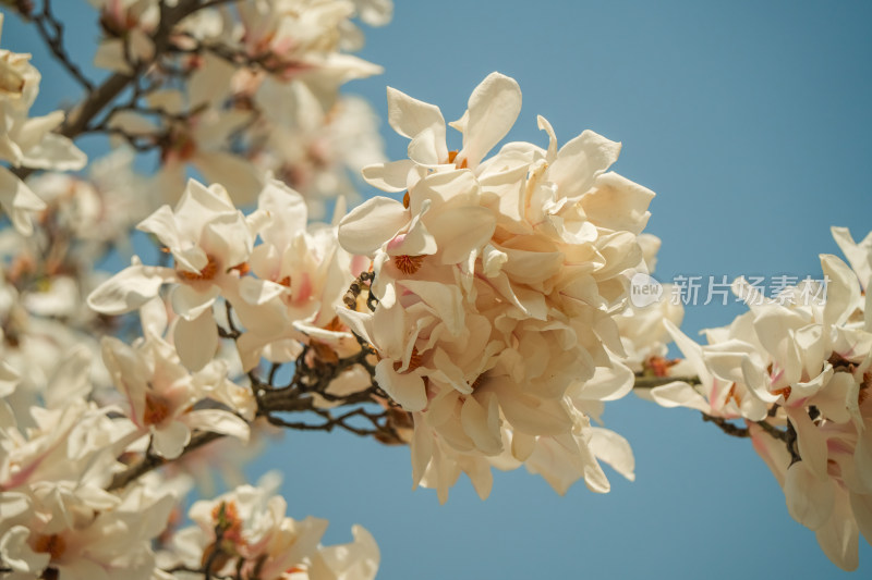 上海市花白玉兰花春暖花开