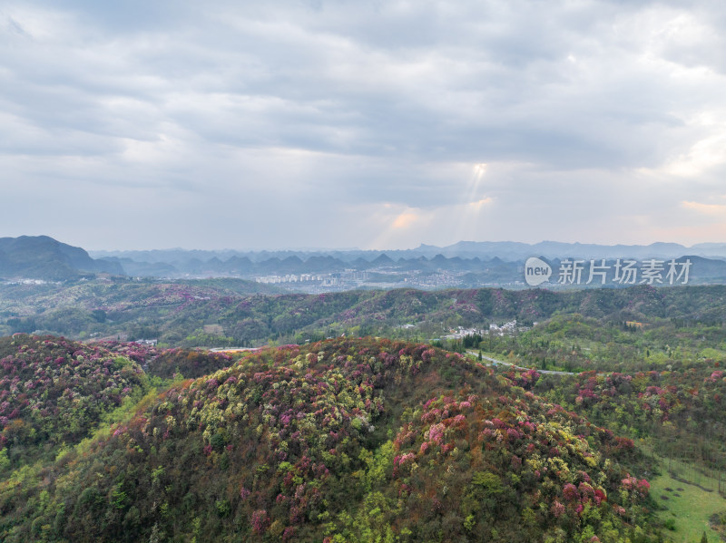 贵州百里杜鹃山间盛开的烂漫杜鹃花