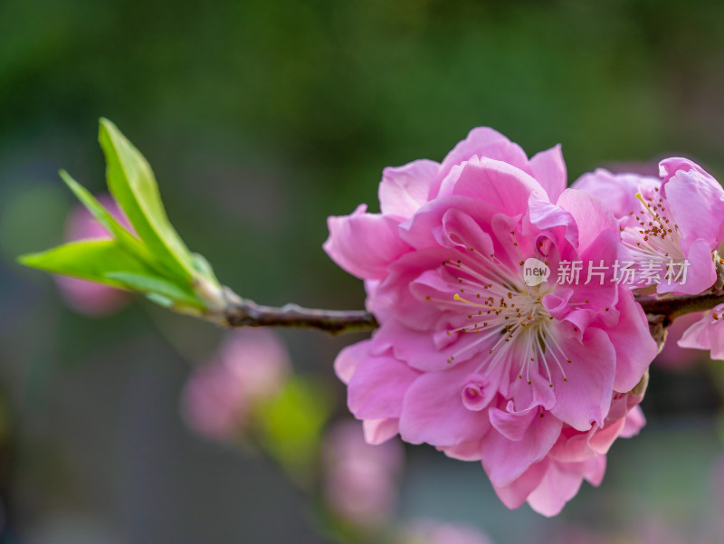 春天的桃花开花特写