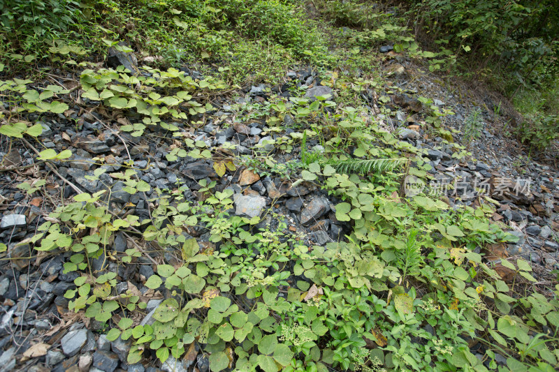 杨家山煤矿遗址