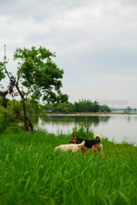 湖边草地上两只小狗互动的温馨场景