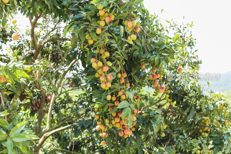 挂满荔枝的荔枝树