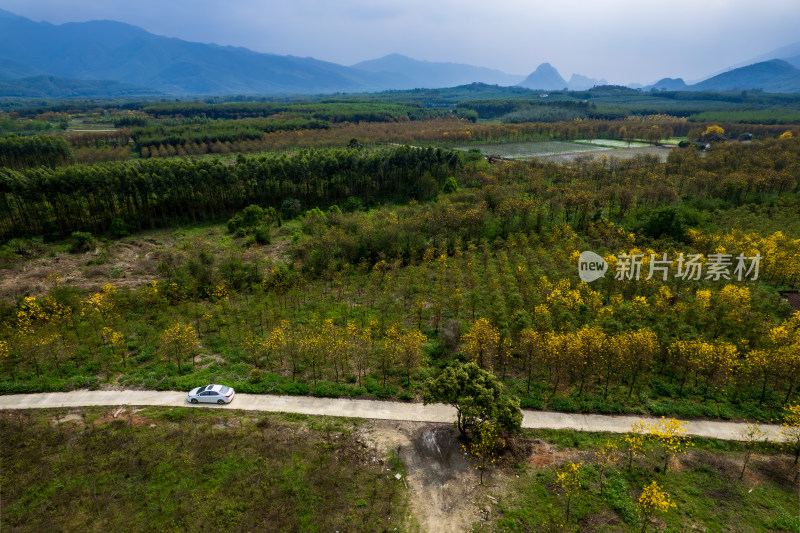 广东韶关黄花风铃木种植基地航拍