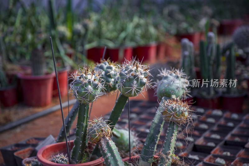 花花草草仙人植物