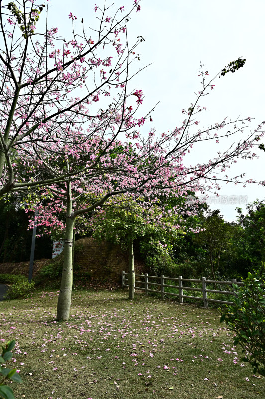 粉红色木棉花盛开景观