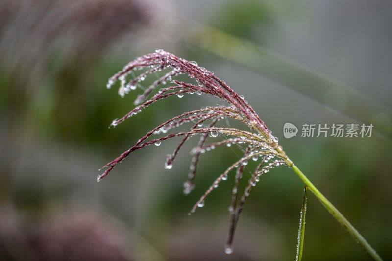 重庆酉阳：霜降后的小草“披金戴银”