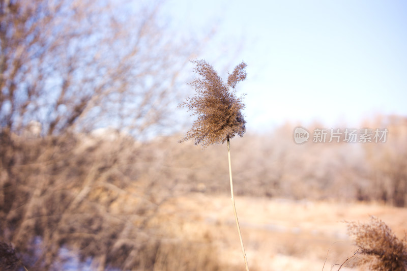 冬天大河河床上的芦苇