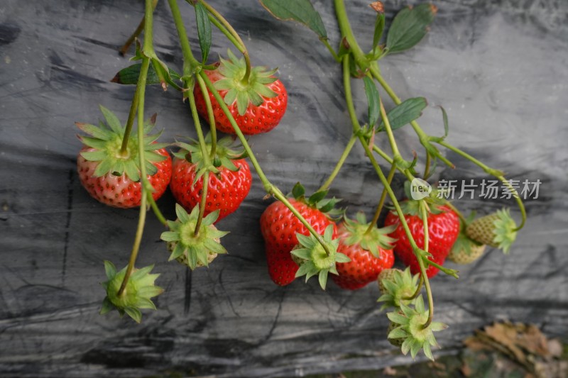 大棚里成熟的红色草莓特写