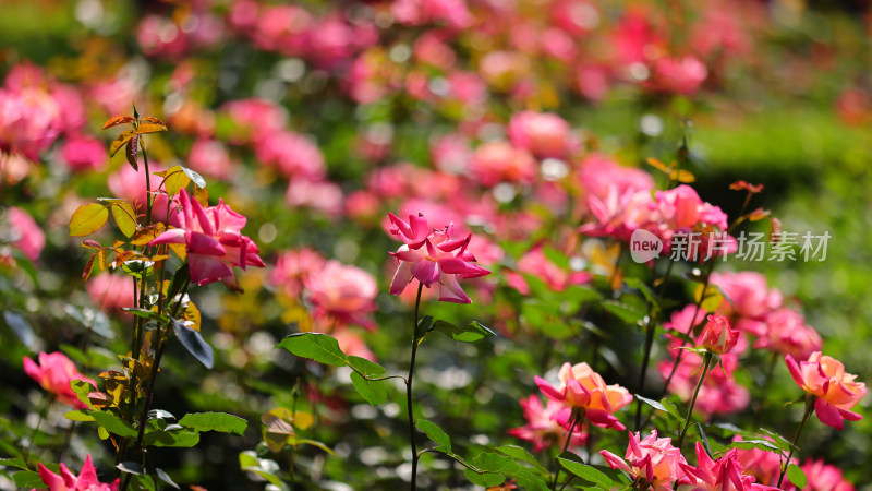 蔷薇科红色月季花