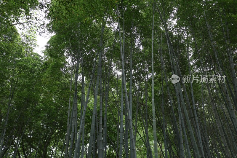 茂密竹林仰拍景象