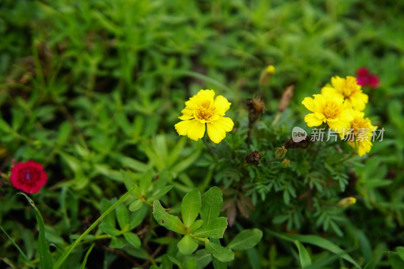 花草 微距摄影 城市风光