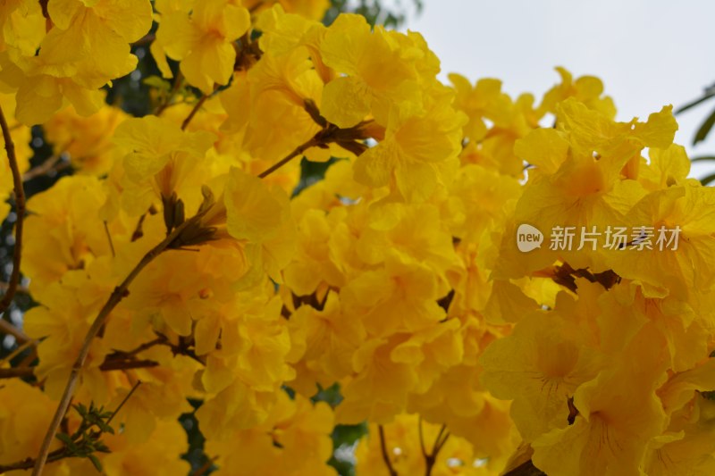 黄花风铃木特写