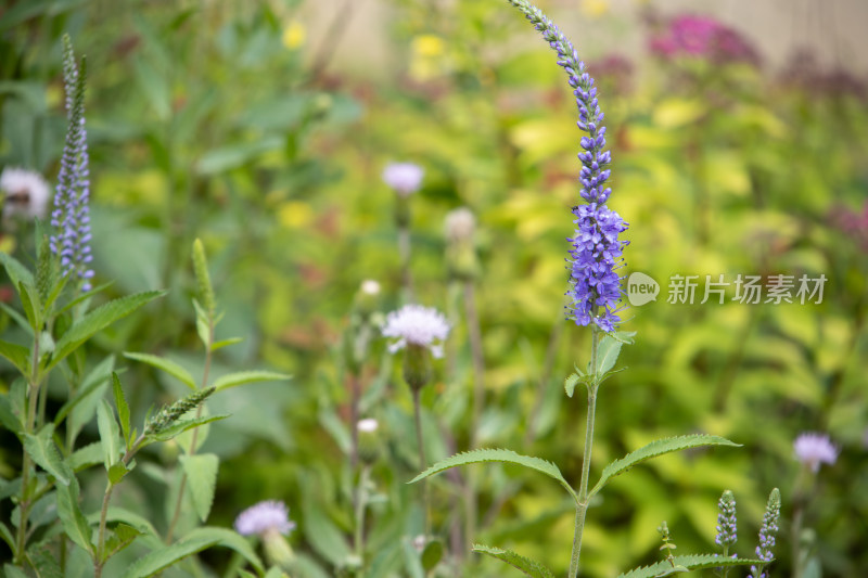 田野间的紫色穗花花穗