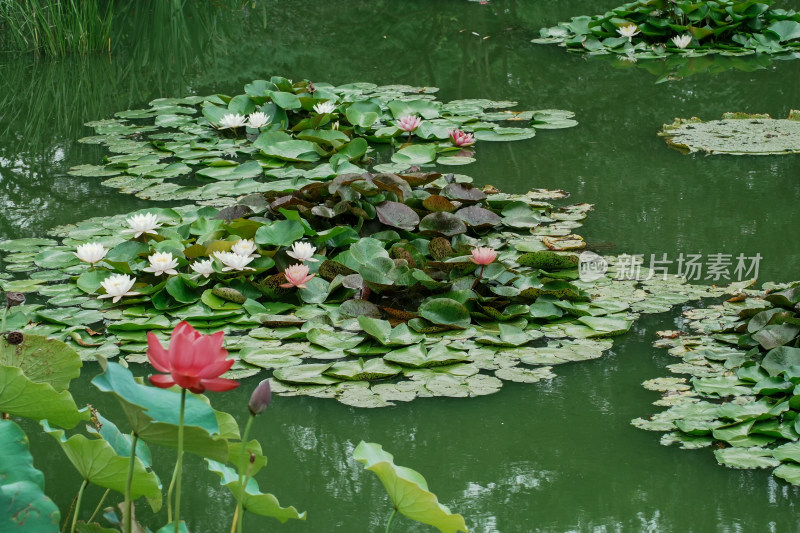 北京国家植物园睡莲