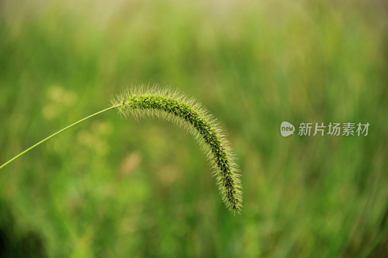 狗尾草背景素材