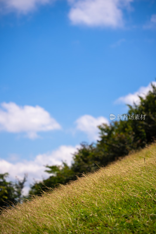 阳光下的高山草原