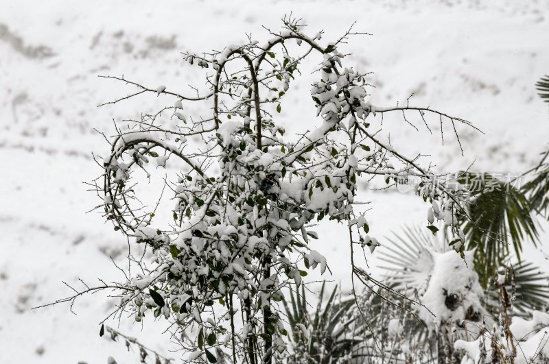 重庆酉阳：千氹田边飞白雪