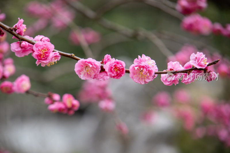 春天枝头绽放的粉红色梅花