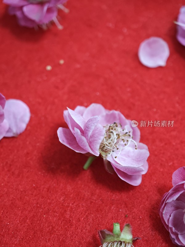 红色背景上的粉色花朵