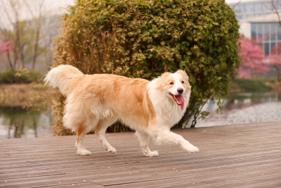 在路上奔跑的边境牧羊犬