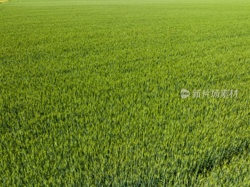 航拍初夏阳光下长势良好大规模种植的麦田