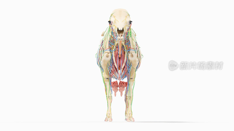 牛医学解剖家畜解剖生物科学医学生物