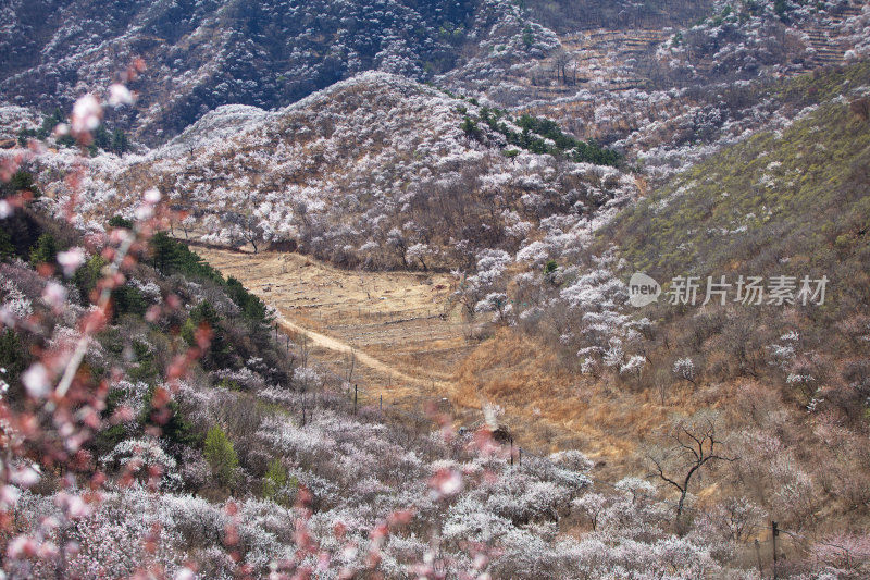 春季满山谷的山桃花