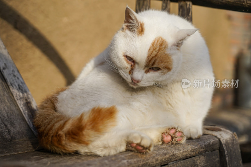 猫在木椅上休息老家具