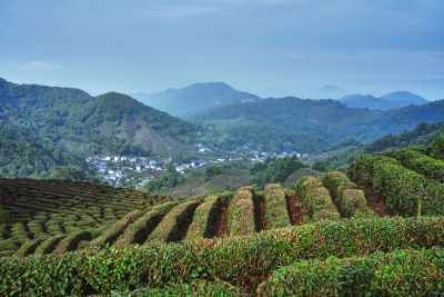 浙江杭州龙井村茶园