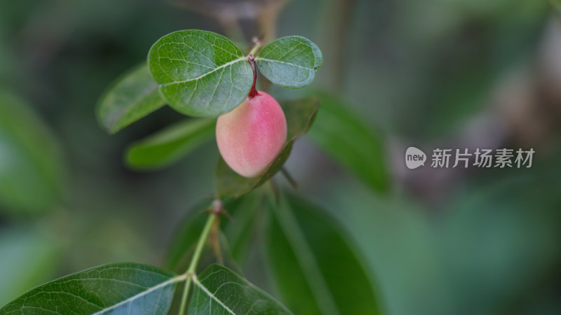 夹竹桃科假虎刺属植物刺黄果