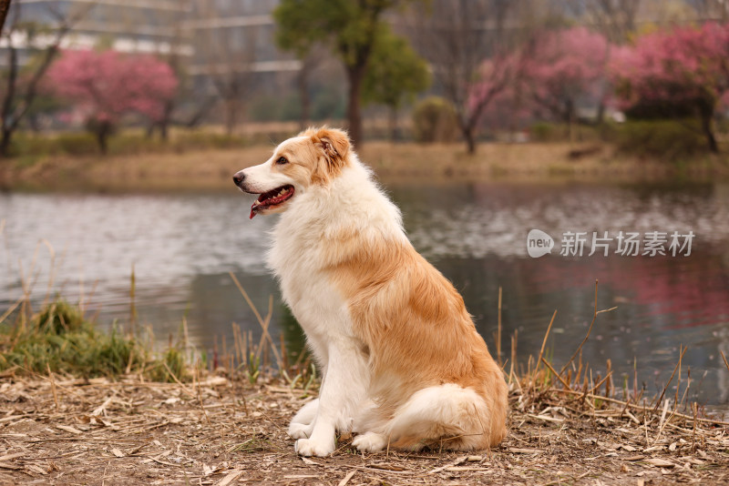 坐在湖边梅花树下的边境牧羊犬