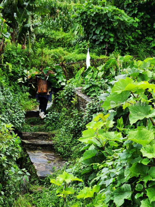 山中小路上背竹篓行走的人 石阶 爬山