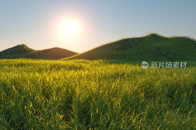 阳光照射下茂密的草原 三维渲染