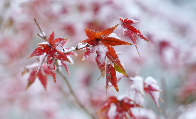 积雪枫叶