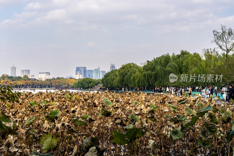 杭州西湖的秋色