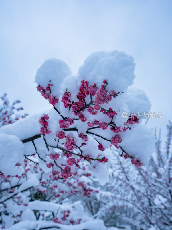 下雪后的梅花