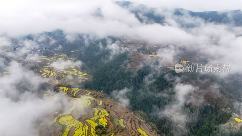 重庆酉阳：青山披绿菜花黄