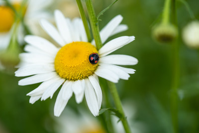 七星瓢虫与大白菊特写