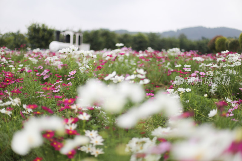 四川成都花舞人间景区的花海