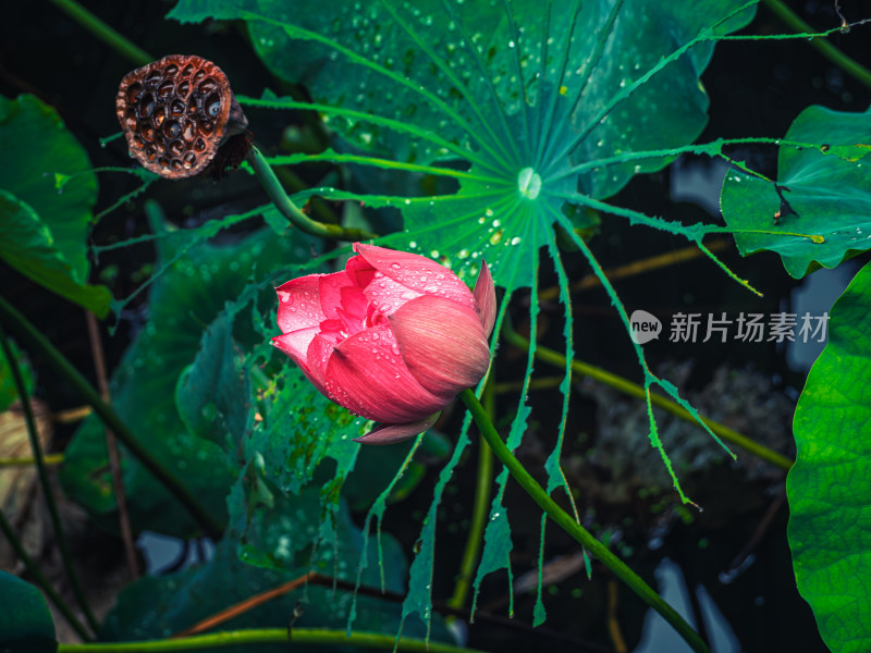 夏天雨后荷花