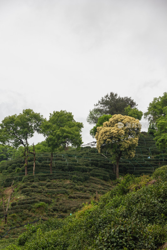 山坡茶园与绿树景观