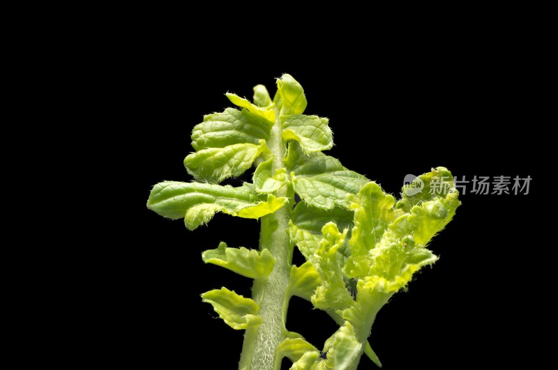 绿叶植物的微距特写