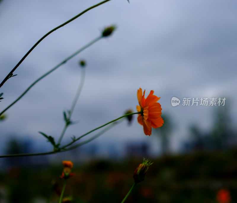 沙湖格桑花