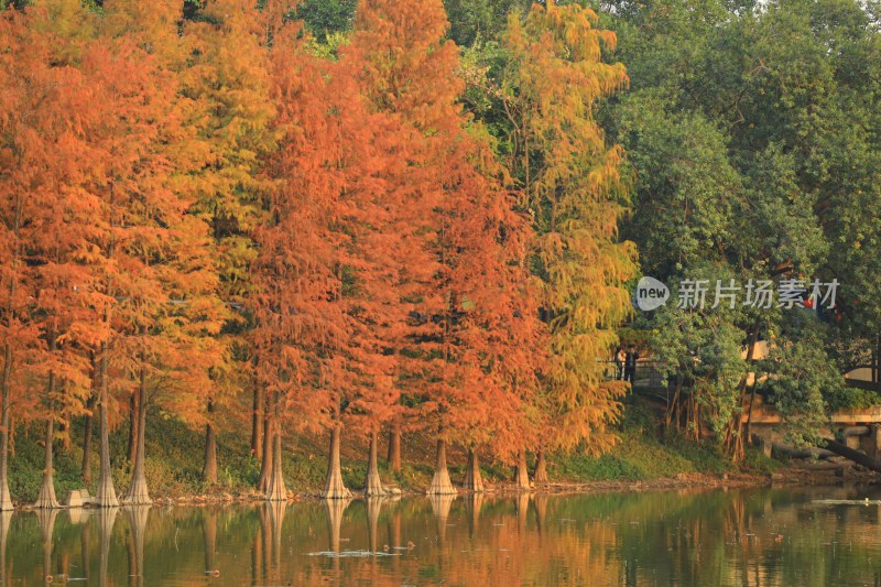 湖边秋色水杉林风景