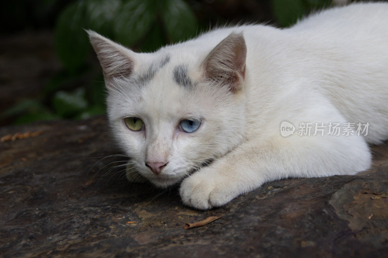 石头上的小野猫