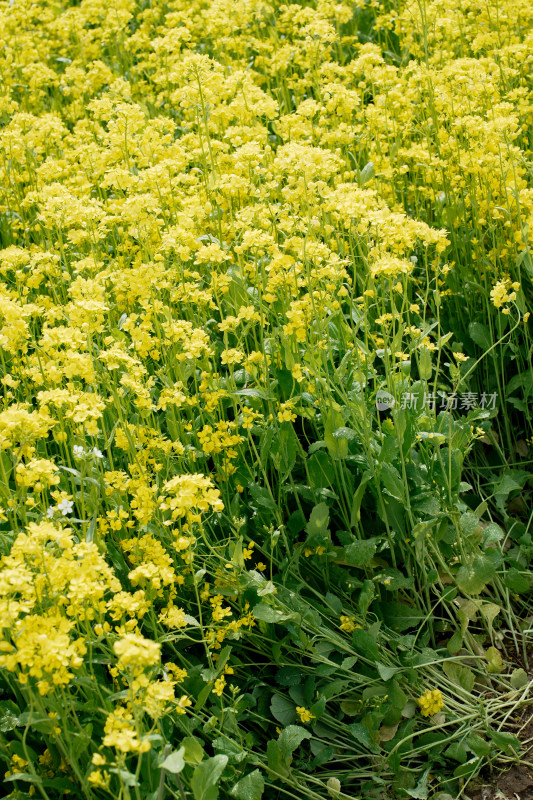 北京温榆河公园油菜花田