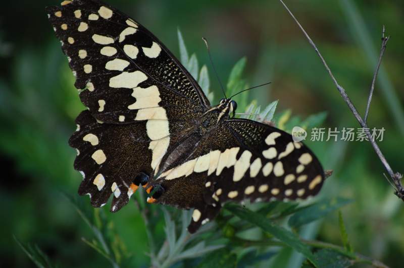 花粉蝴蝶飞翔，美丽的飞虫