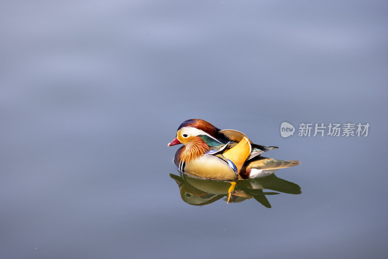 杭州西湖鸳鸯